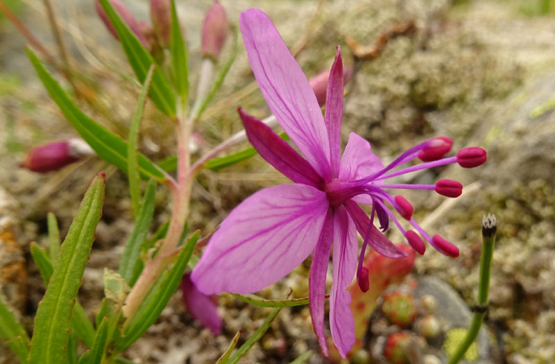 Chamaenerion fleischeri - Onagraceae